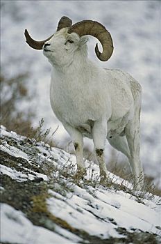 野大白羊,白大角羊,肖像,北美