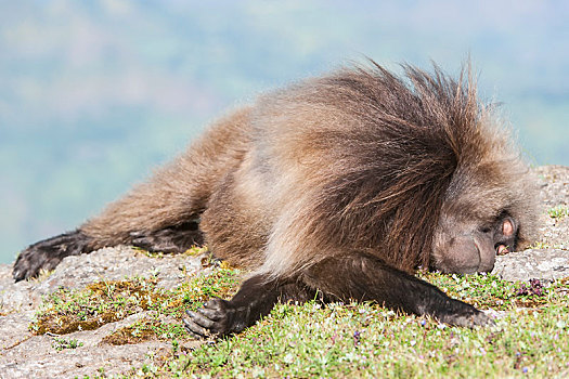 狮尾狒,睡觉,地上,塞米恩国家公园,阿姆哈拉族,区域,埃塞俄比亚,非洲