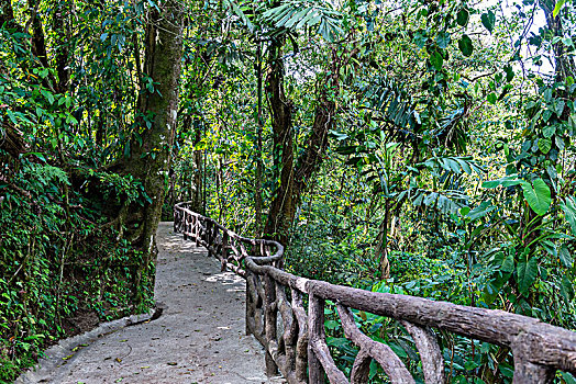 徒步旅行,雨林,阿雷纳尔,悬挂,桥,公园,国家公园,阿拉胡埃拉,省,哥斯达黎加,中美洲