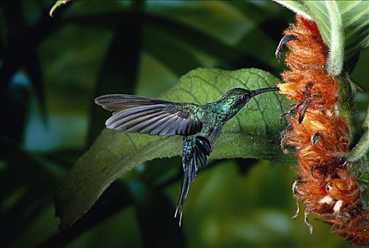 蜂鸟,进食,授粉,花,雨林,峡谷,哥斯达黎加