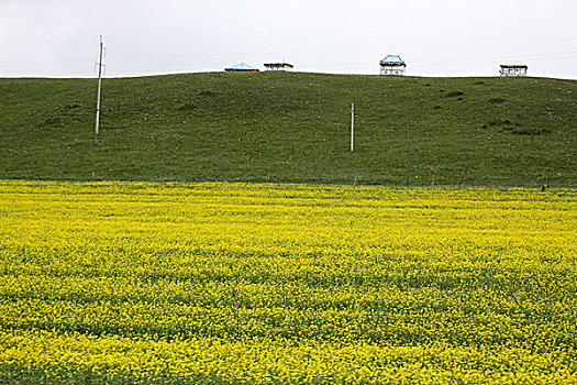 农村,田野,庄稼地,土地,农田,庄稼