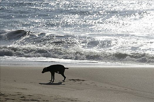狗,海滩,斯里兰卡,亚洲