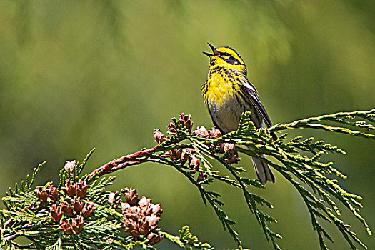 鸣禽,林莺属,栖息,常绿植物,枝条,维多利亚,温哥华岛,不列颠哥伦比亚省,加拿大