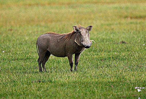 普通,疣猪,成年,女性,站立,草,纳库鲁湖国家公园,肯尼亚,非洲
