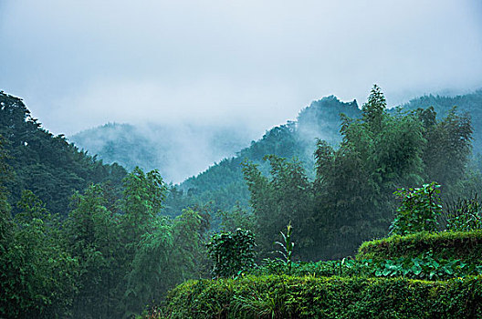 雨雾山景