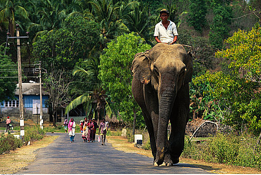 男人,骑,大象,途中,安达曼群岛,印度