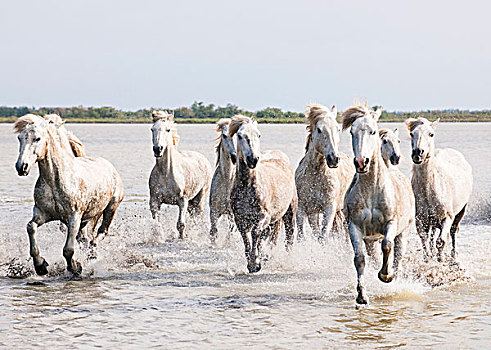 卡马格,白色,马,驰骋,水,法国