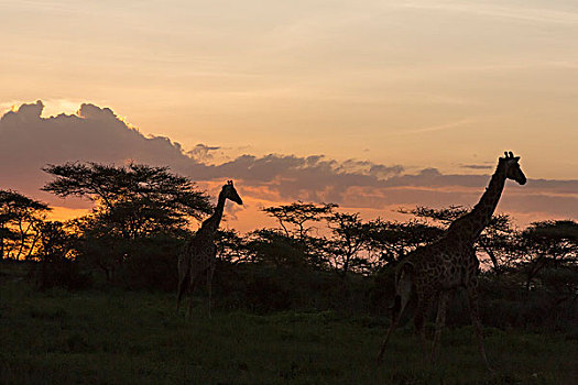 两个,剪影,马萨伊,长颈鹿,走,丛林,晚间,日落,云,黄色,橙色天空,恩戈罗恩戈罗,保护区,坦桑尼亚