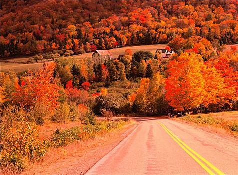 乡村道路,山谷,新斯科舍省,加拿大