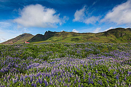 风景,春天,羽扇豆,地点,教堂,山腰,背景,冰岛