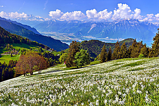 水仙花,红口水仙,草地,蒙特勒,沃州,瑞士,欧洲