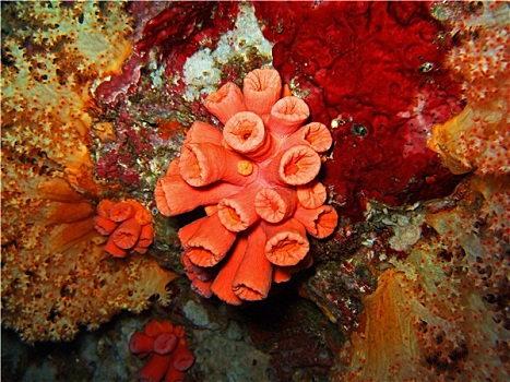 红色,珊瑚