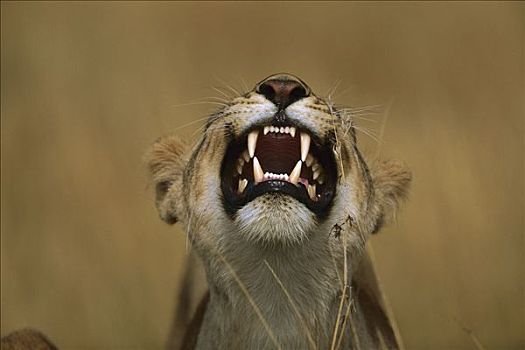 非洲狮,狮子,雌性,咆哮,马赛马拉国家保护区,肯尼亚