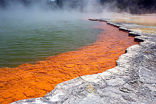 温泉,边缘,细菌,罗托鲁瓦,新西兰