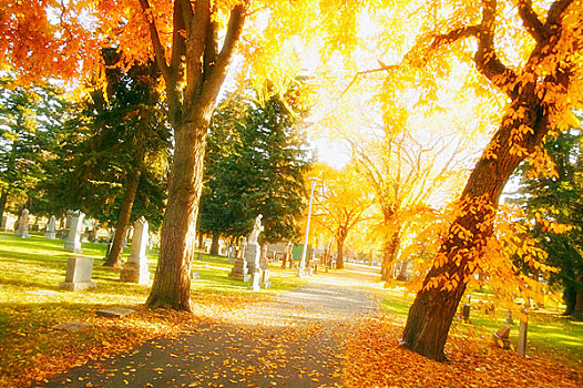 人行道,秋天,树