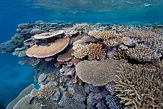 礁石,许多,珊瑚,大堡礁,昆士兰,太平洋,澳大利亚,大洋洲