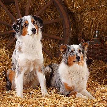 澳洲牧羊犬,母狗,坐,稻草