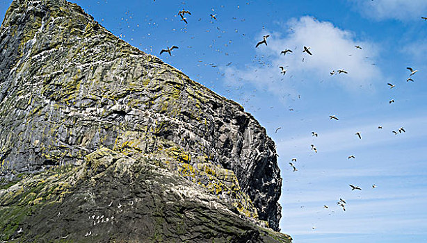 岛屿,群岛,苏格兰,北方,塘鹅,憨鲣鸟,全球,大幅,尺寸