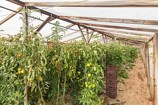 排,番茄植物,室内,温室