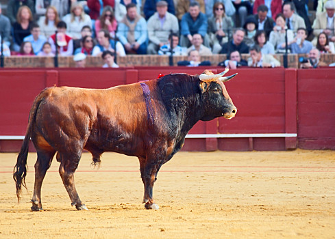 西班牙斗牛士图片