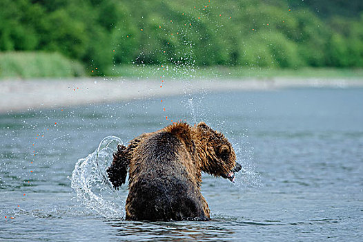 棕熊,抓住,三文鱼,堪察加半岛,俄罗斯
