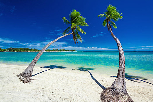 棕榈树,悬挂,上方,绿色,泻湖,蓝天,斐济