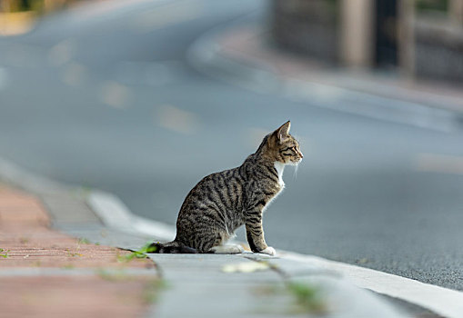 后院花园里玩耍的可爱猫眯