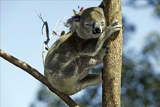 树袋熊,成年,休息,睡觉,澳大利亚