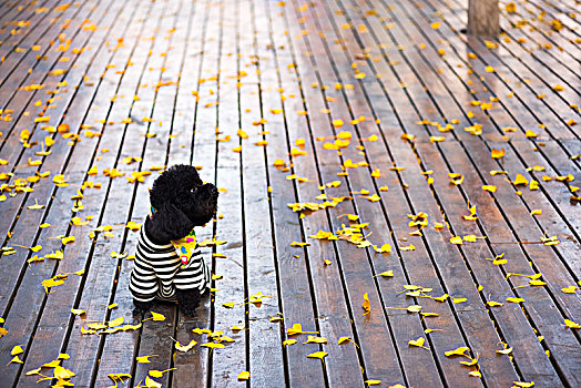 秋天里的泰迪犬