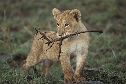 非洲狮,狮子,三个,老,幼兽,玩,细枝,马赛马拉国家保护区,肯尼亚,非洲