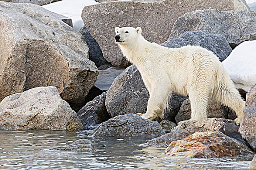 北极熊,岸边,北方,斯瓦尔巴特群岛,挪威