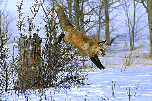 红狐,狐属,跳跃,雪中,加拿大