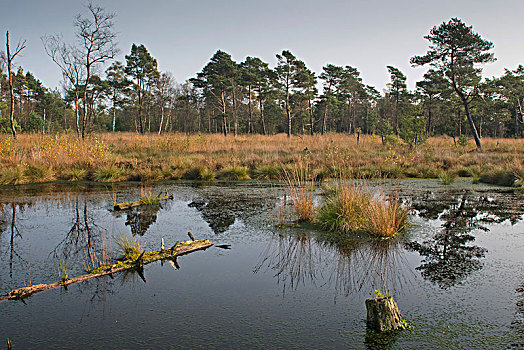 秋天,湿地,自然保护区,下萨克森,德国,欧洲