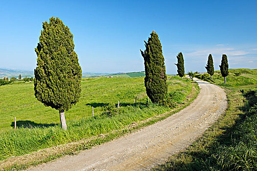 树林,道路,柏树,托斯卡纳,锡耶纳省,地中海,区域,意大利