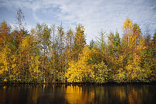 秋天,树,黄色,彩色,河边,反射,水,秋日风光