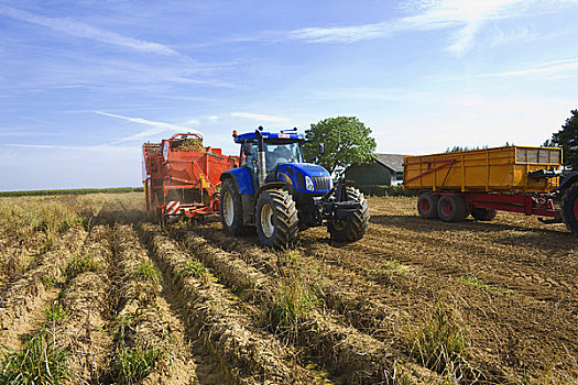 农机具,收获,土豆,荷兰