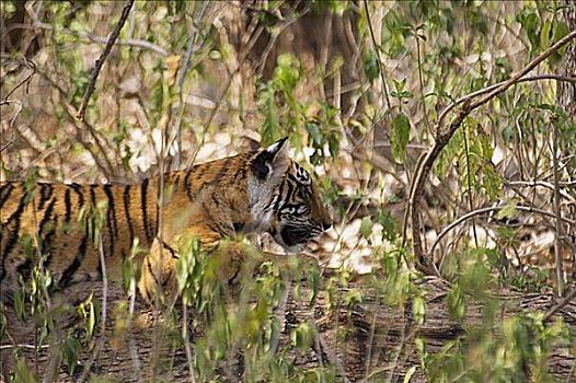 虎,幼兽,睡觉,树林,伦滕波尔国家公园,拉贾斯坦邦,印度