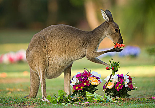 西部灰袋鼠,吃,花,左边,墓地,山谷,纪念公园,环境保护,责任,佩思,西澳大利亚州,澳大利亚