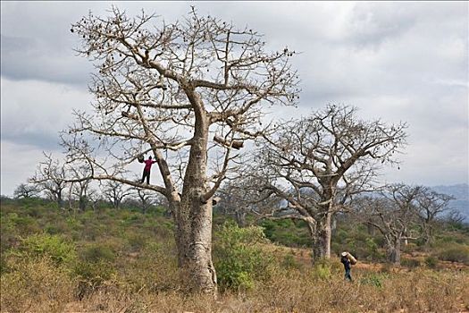 肯尼亚,一个,男人,传统,蜂巢,朋友,悬挂,大,猴面包树