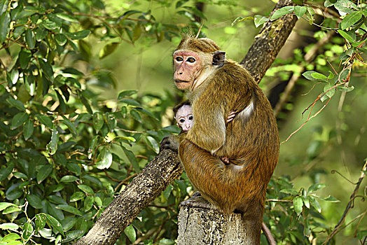 无边帽,短尾猿,弥猴属,坝,幼兽,坐在树上,国家公园,斯里兰卡,亚洲