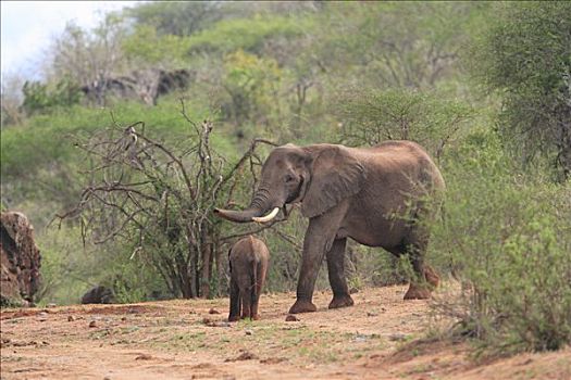 非洲象,查沃,大象,肯尼亚