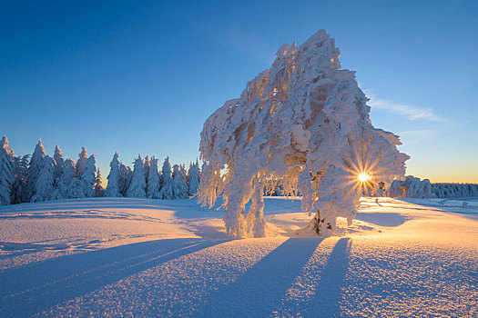 积雪,山毛榉树,日出,冬天,黑森林,布赖施高,巴登符腾堡,德国