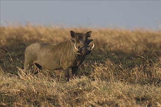疣猪,肯尼亚