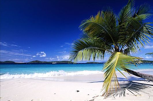 棕榈树,海滩,所罗门,湾,岛屿,美属维京群岛,加勒比海