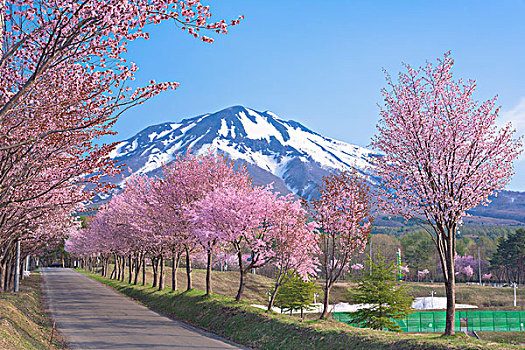 樱桃属,山,磐城