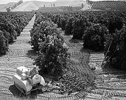 俯拍,农民,工作,橘林,圣胡安卡皮斯特拉诺,加利福尼亚,美国