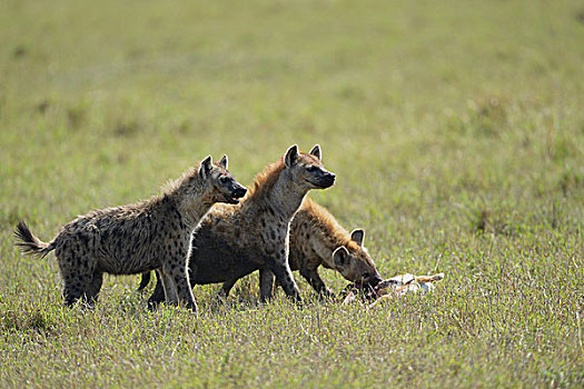斑点土狼,斑鬣狗,捕食,进食,汤氏瞪羚,马赛马拉国家保护区,肯尼亚,非洲