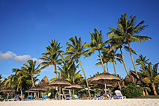 毛里求斯,海滩,棕榈树