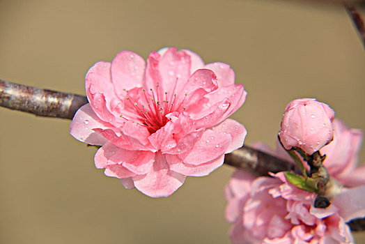 碧桃,千叶桃花,桃花