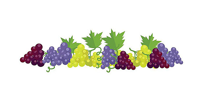 酿酒葡萄,红色,白色,紫色,绿叶,新鲜,水果,葡萄园,葡萄,象征,隔绝,物体,设计,白色背景,背景,矢量,插画